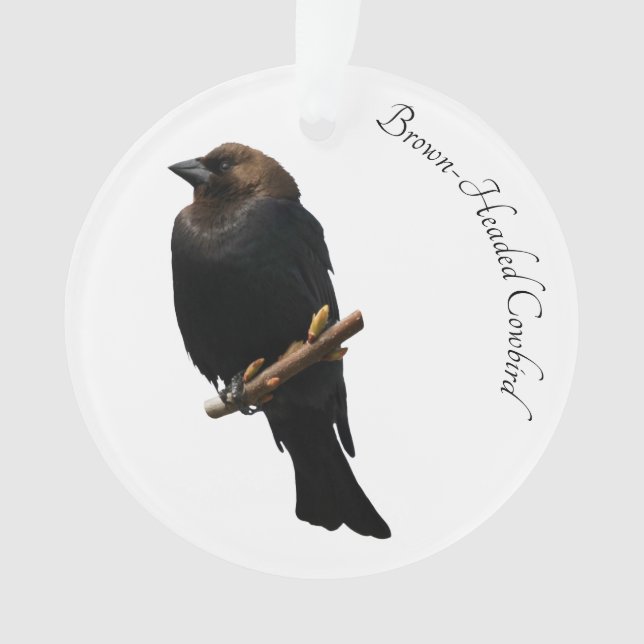 Brown-Headed Cowbird Ornament (Front)