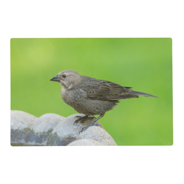 Brown Headed Cowbird Placemat (Front)