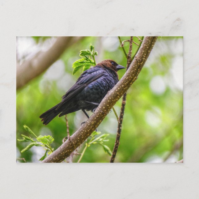 Brown Headed Cowbird Postcard (Front)