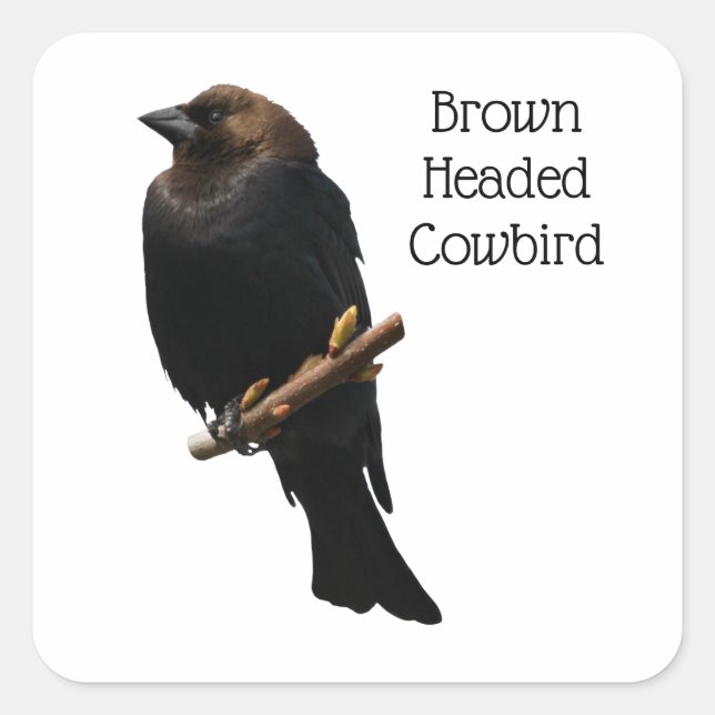 Brown-Headed Cowbird Square Sticker (Front)