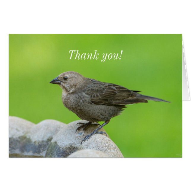 Brown Headed Cowbird Thank You Card (Front Horizontal)