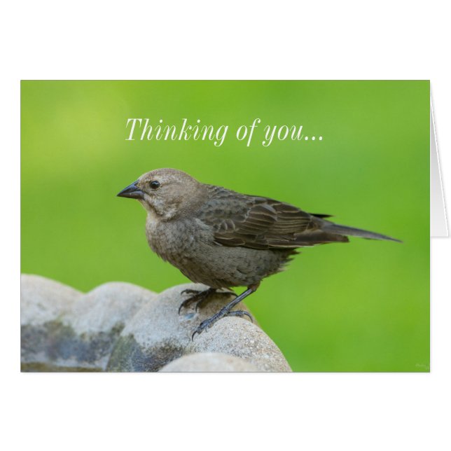 Brown Headed Cowbird Thinking Of you Cards (Front Horizontal)