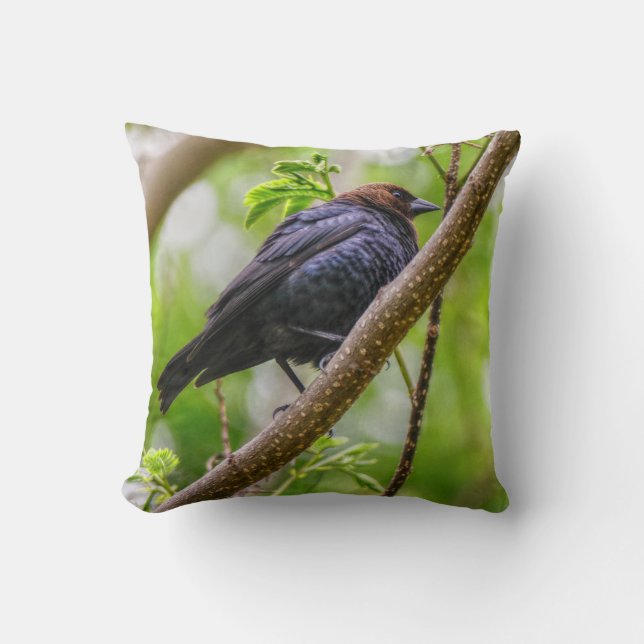 Brown Headed Cowbird Throw Pillow (Front)