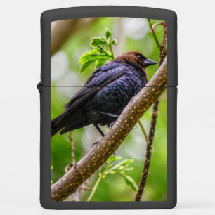 Brown Headed Cowbird Zippo Lighter