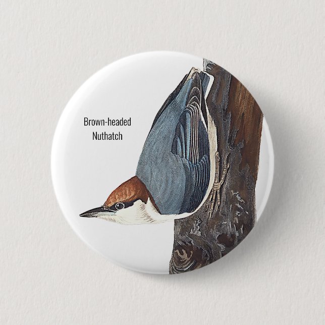 Brown-headed Nuthatch, Audubon, Birders Bird Wear, Button (Front)