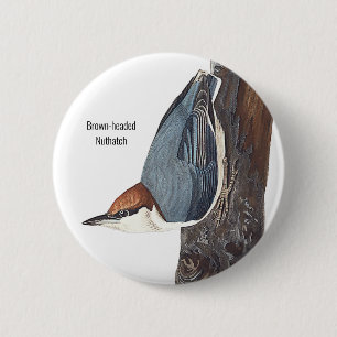 Brown-headed Nuthatch, Audubon, Birders Bird Wear, Button