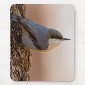 Brown-headed Nuthatch Mouse Pad