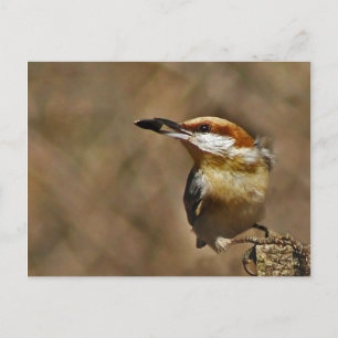 Brown-headed Nuthatch Postcard