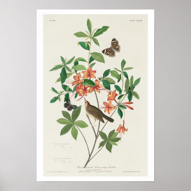 Brown headed Worm eating Warbler by Audubon Poster (Front)