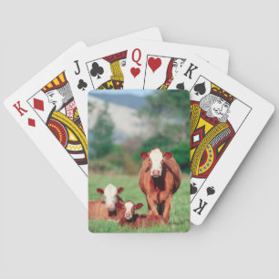 Brown hereford cattle poker cards