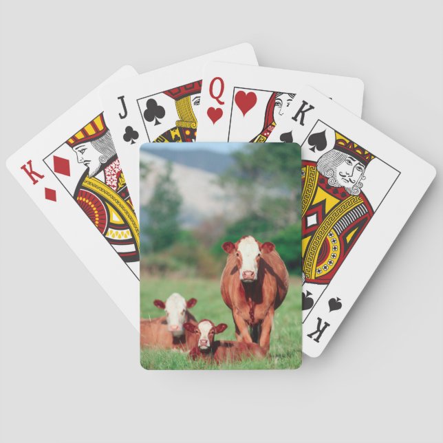 Brown hereford cattle poker cards (Back)