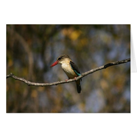 Brown-hooded Kingfisher Cards (Front Horizontal)