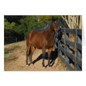 Brown Horse against a Fence (Front Horizontal)