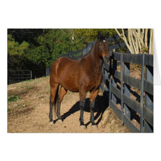 Brown Horse against a Fence (Front Horizontal)