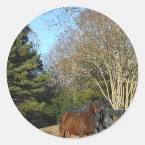 Brown Horse against a Fence Classic Round Sticker