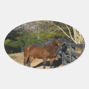 Brown Horse against a Fence Oval Sticker