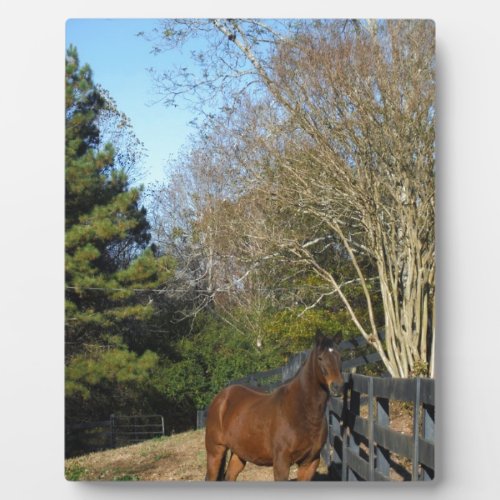 Brown Horse against a Fence Plaque