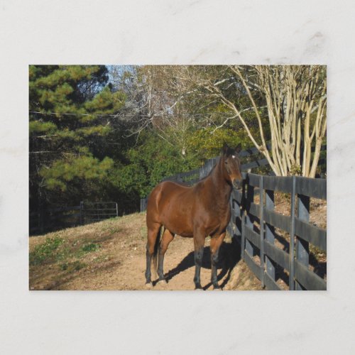 Brown Horse against a Fence Postcard