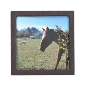 Brown Horse against blue sky Gift Box