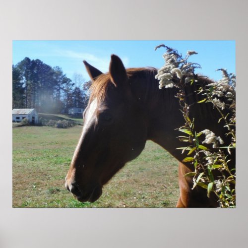 Brown Horse against blue sky Poster