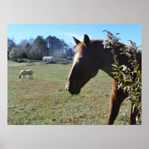 Brown Horse against blue sky Poster