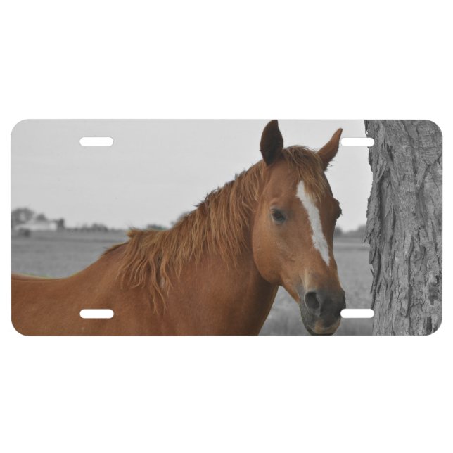 Brown Horse, B&W Background License Plate (Front)