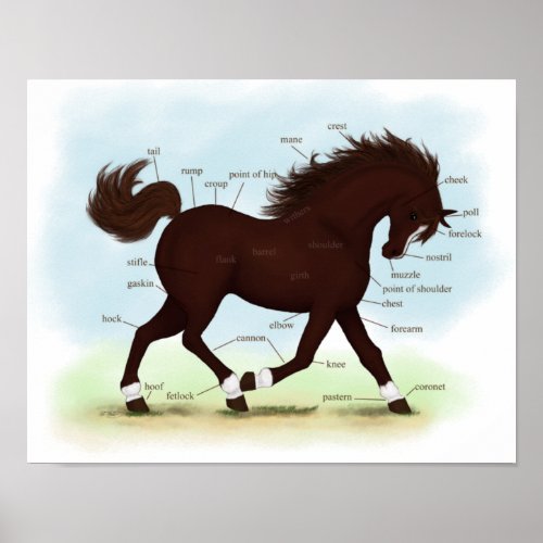 Brown Horse  Blaze  Socks Equine Anatomy Poster