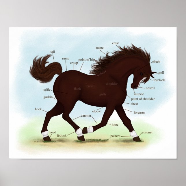 Brown Horse  Blaze & Socks Equine Anatomy Poster (Front)