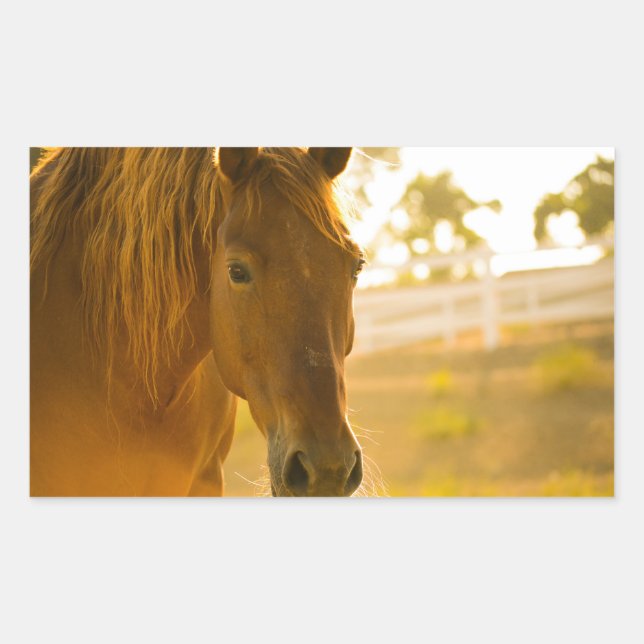 Brown Horse Close-Up Rectangular Sticker (Front)