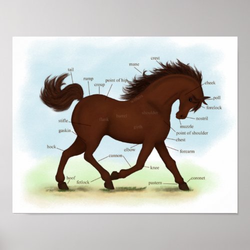 Brown Horse Educational Equine Anatomy Poster