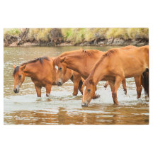 Brown Horse family at the river