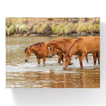 Brown Horse  family at the river