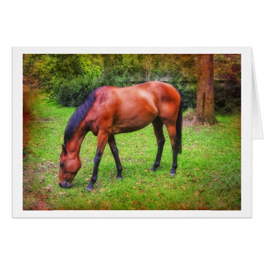 brown horse grazing (Front Horizontal)