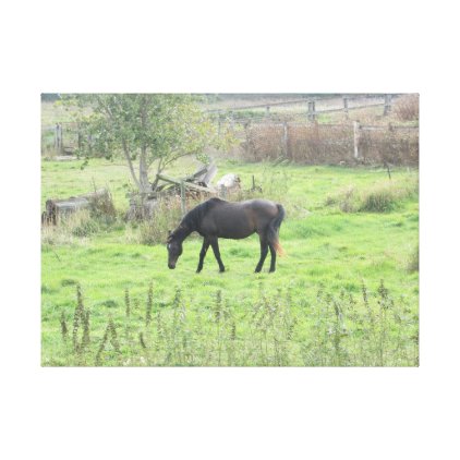 Brown Horse Grazing in the Field Photo Wall Art