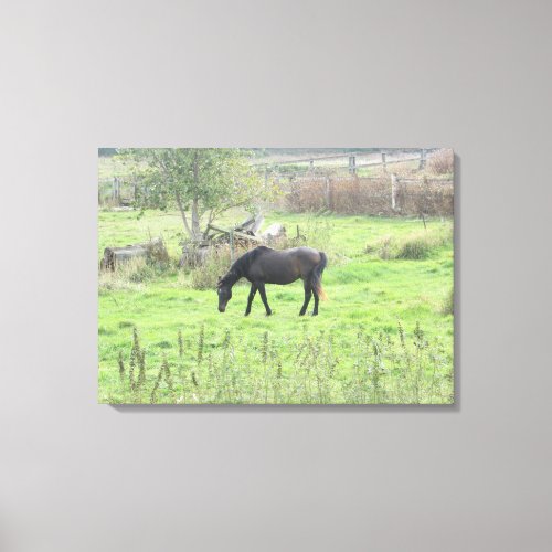 Brown Horse Grazing in the Field  Photo Wall Art