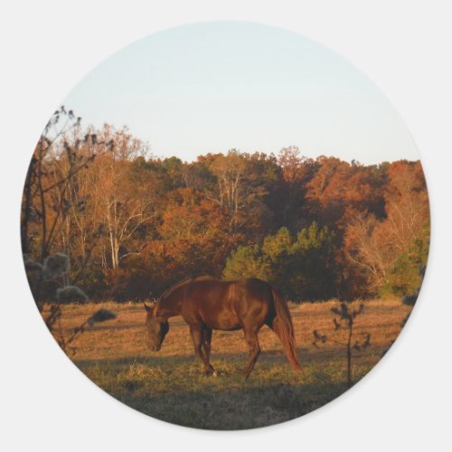 Brown horse in a Autumn feild Classic Round Sticker