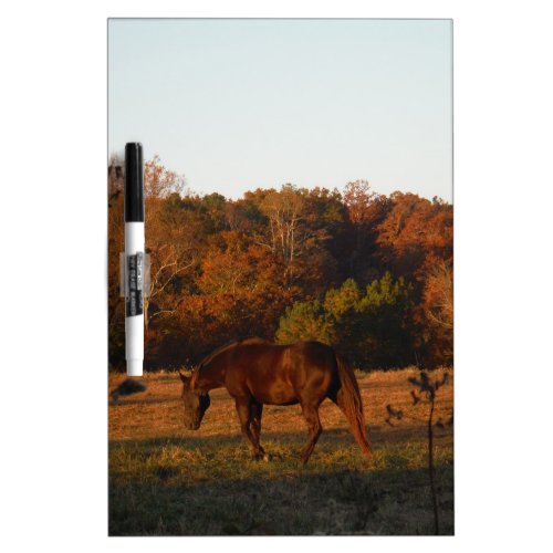 Brown horse in a Autumn feild Dry_Erase Board