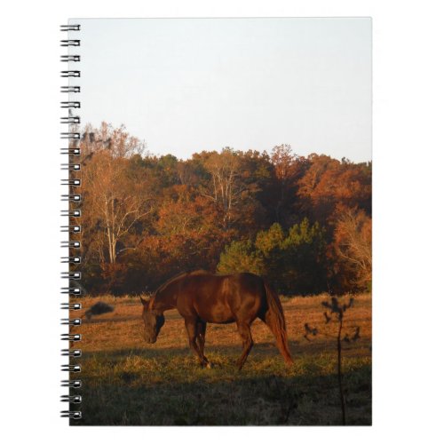 Brown horse in a Autumn feild Notebook