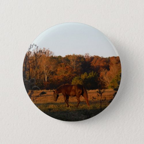 Brown horse in a Autumn feild Pinback Button