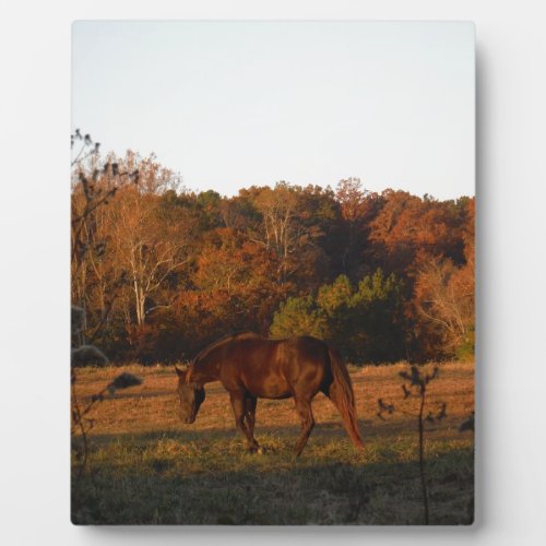 Brown horse in a Autumn feild Plaque