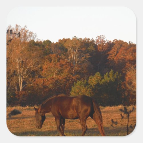 Brown horse in a Autumn feild Square Sticker