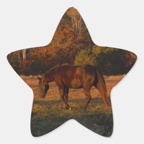 Brown horse in a Autumn feild Star Sticker