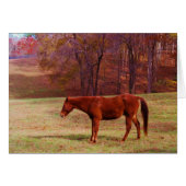 Brown horse in a grass field (Front Horizontal)