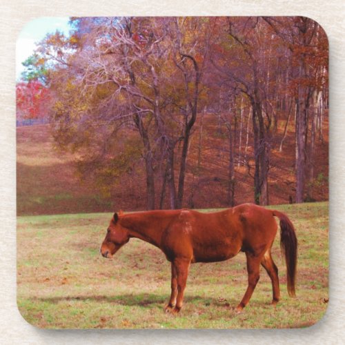 Brown horse in a grass field drink coaster