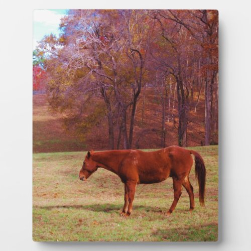 Brown horse in a grass field plaque