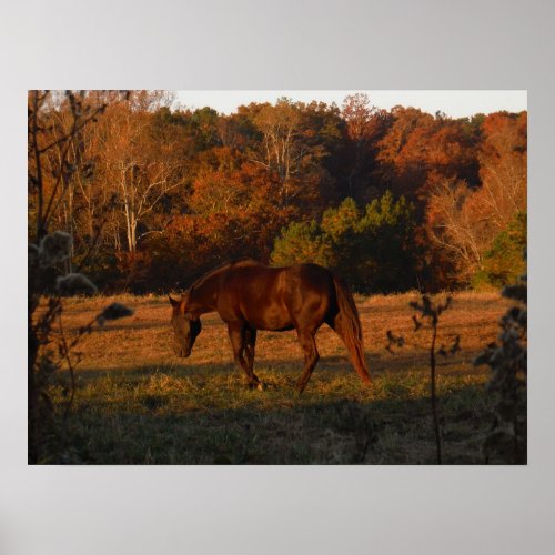 Brown Horse in an Autumn Field Poster