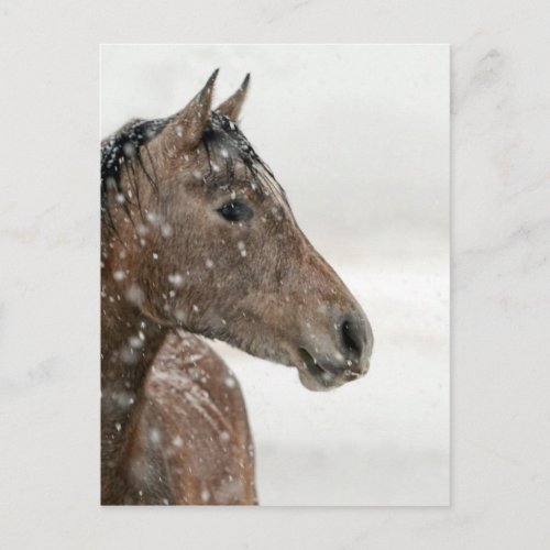 Brown Horse in Snow Postcard