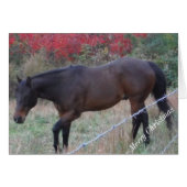 Brown horse in the red autumn trees (Front Horizontal)