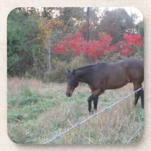 Brown horse in the red autumn trees drink coaster