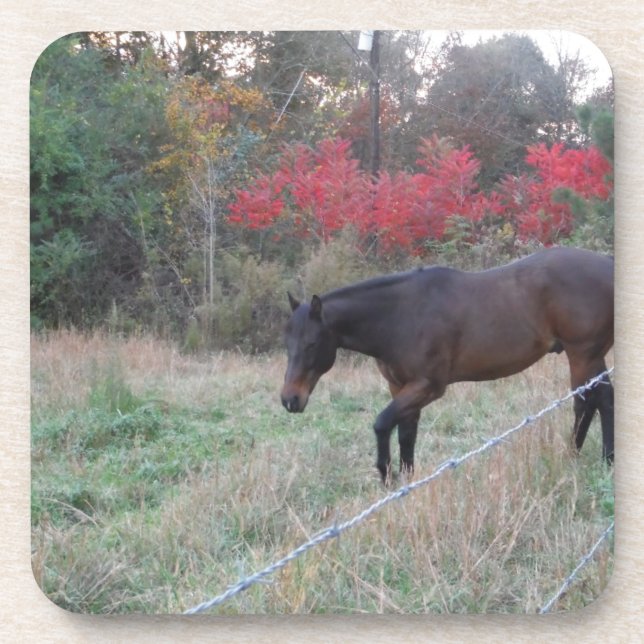 Brown horse in the red autumn trees drink coaster (Front)